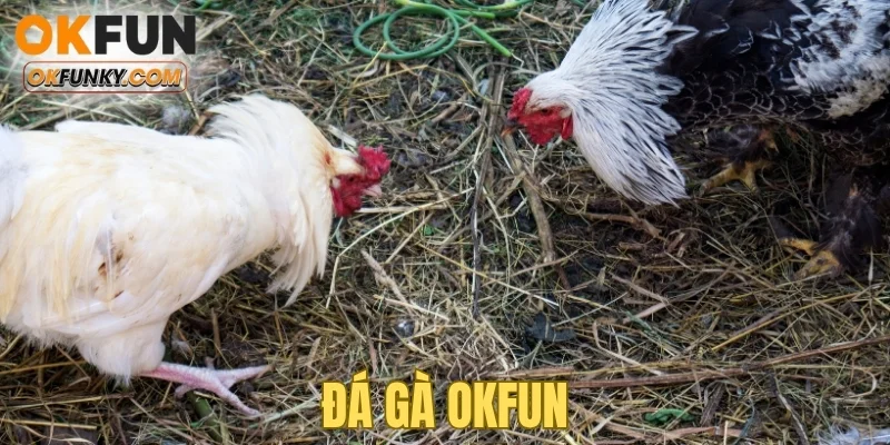 Đá Gà OKFUN: Sảnh Xem Trực Tiếp Và Bắt Kèo Nhanh 2025