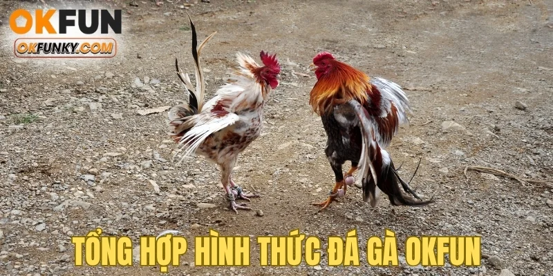 Tổng hợp hình thức đá gà OKFUN